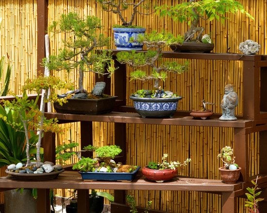 Garten japanischen Stil anlegen Regale Bonsai