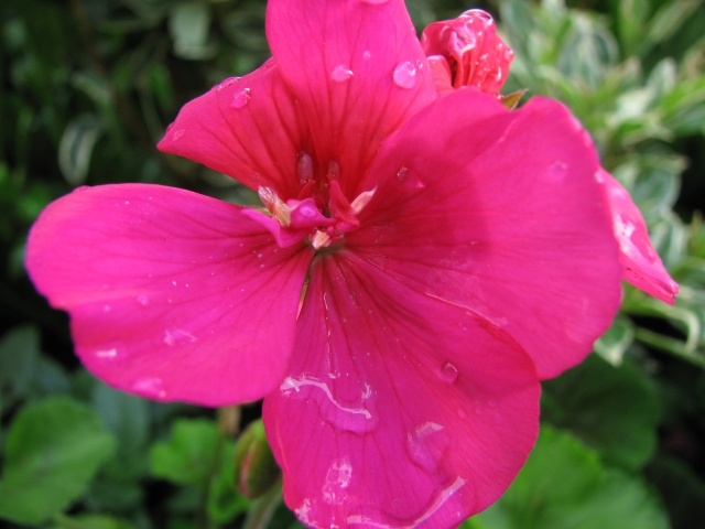 pelargonie schön zart rosa blüten sommer stimmung