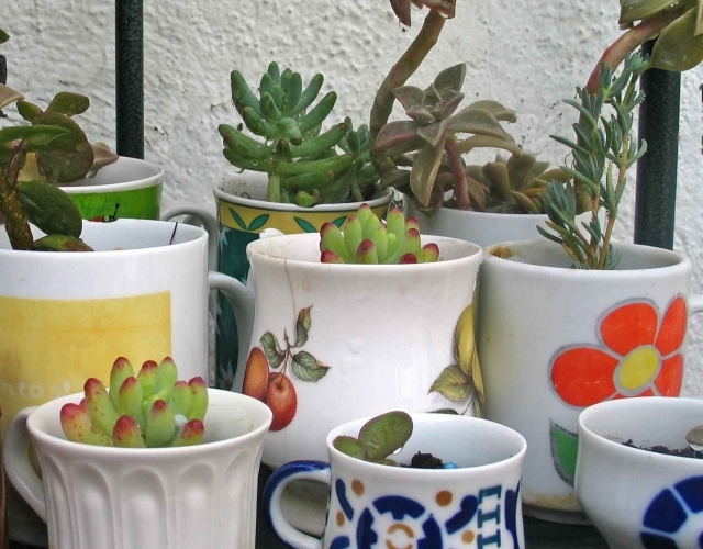 Design-im-Garten-tassen-statt-töpfe-wasser-speichern-pflanzen