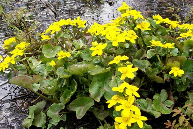 Europäische Seekanne gelbe blüten Wasserpflanzen schwimmend