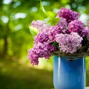 Fliederstrauß lila rosa Farben-dezent Frühlingsblumen