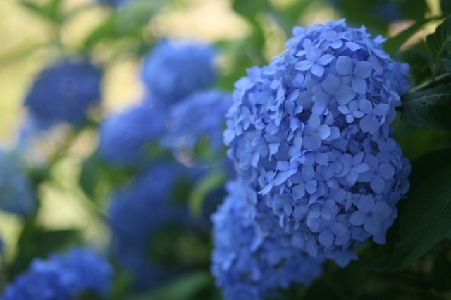 Hortensien blaue Farbe Frühling Garten gestalten