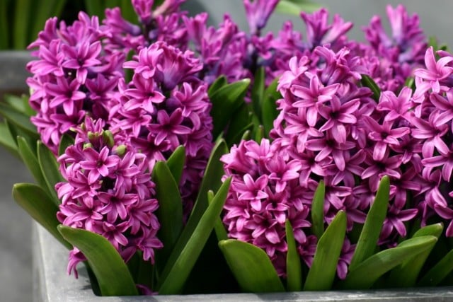 pflanzen duftend aromatisch vielfalt blüten hyazinthe