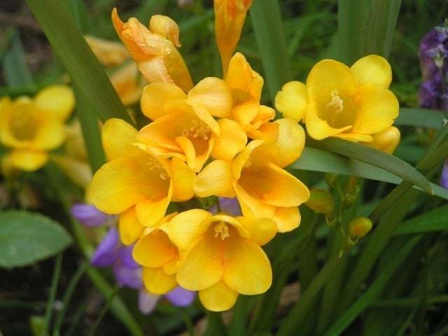 Frühlingsblumen pflanzen freesien gelbe blüten richtig pflegen