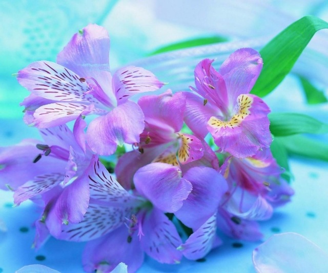 Frühlingsblumen pflanzen freesien prächtige farben lila blau grün
