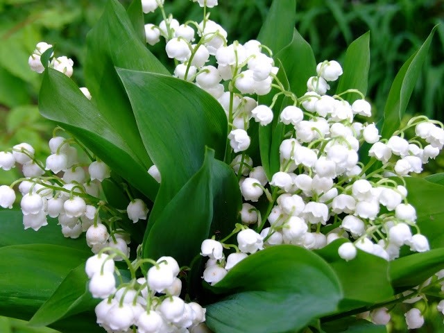 Frühlingsblumen pflanzen maiglöckchen weiß zart frühjahr