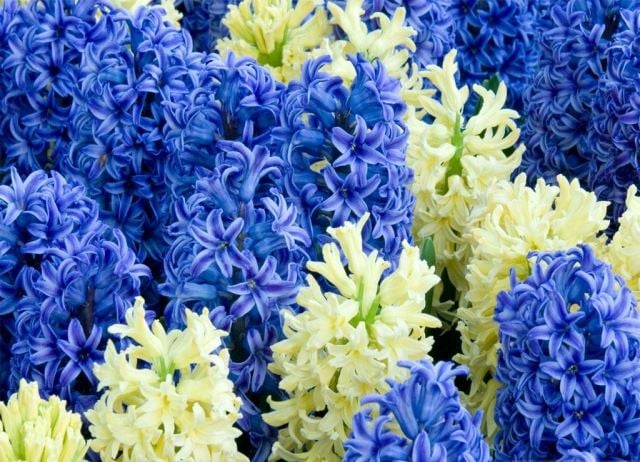 Frühlingsblumen pflanzen verschiedene sorten farben cremig blau