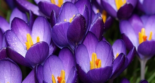 Frühlingsblumen pflanzen wunderschöne farben krokusse purpur ideen