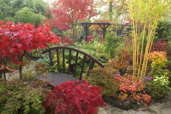 Garten im Herbst-Farben bepflanzung ideen rot gelb 