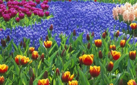 Garten-neu-anlegen-landschaft-viele-blumen-bunt-frisch-aromatisch-paradiesisch