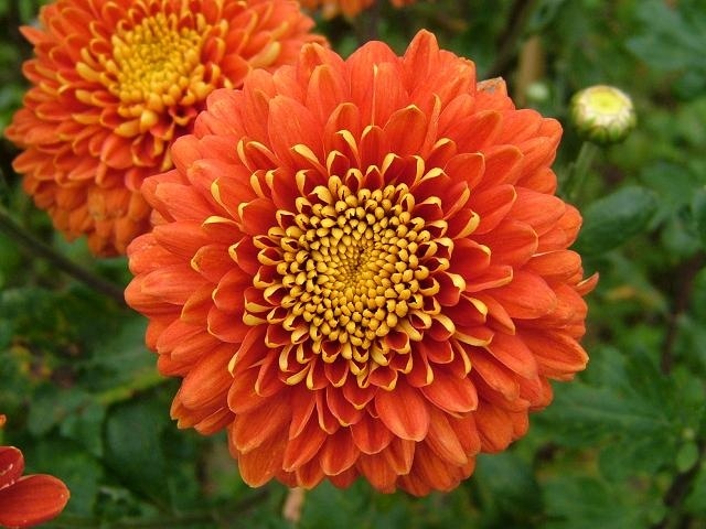 Garten und Landschaftsbau chrysantheme rot orange farbe 