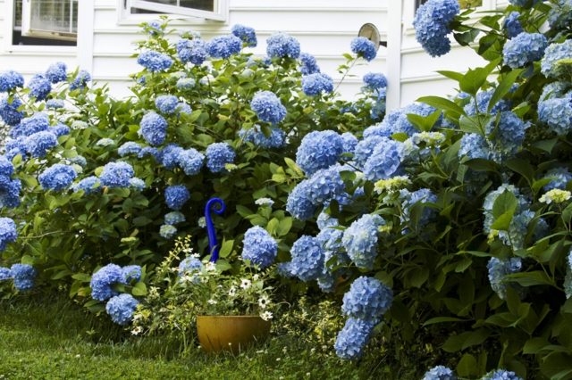 Hortensien blau duftige Blumen weiße Hausfassade