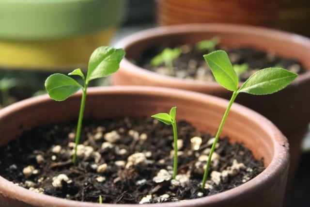 Günstige Gartengestaltung tipps gärtnern mit Samen-Jungpflanzen
