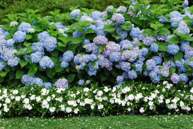 blau weiße Farbe Sichtschutz Garten Landhausstil gestalten