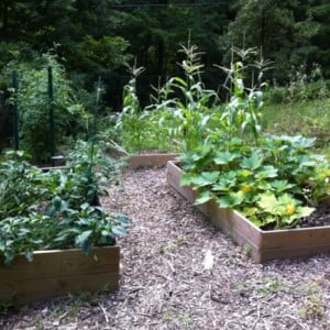 Idee-für-Gartengestaltung-beete-hoch-stellen-oder-direkt-auf-boden-nach-geschmack-lasagne-neue-art-und-weise