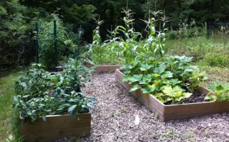 Idee-für-Gartengestaltung-beete-hoch-stellen-oder-direkt-auf-boden-nach-geschmack-lasagne-neue-art-und-weise