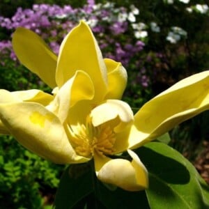Magnolie-als-Zimmerpflanze-blume-des-ostens-genannt-gelb-blüten