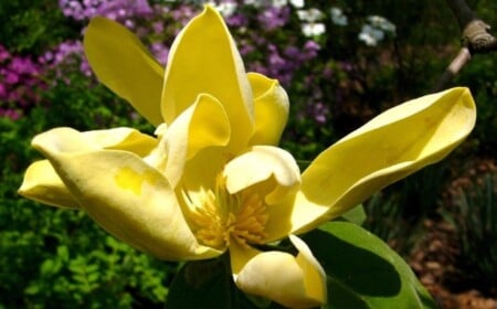 Magnolie-als-Zimmerpflanze-blume-des-ostens-genannt-gelb-blüten