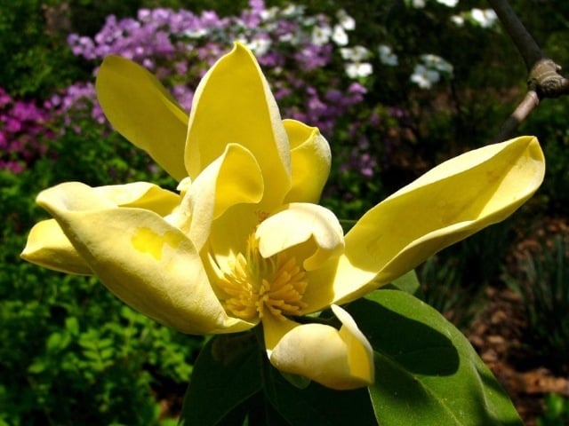 Magnolie blume des ostens genannt gelb blüten