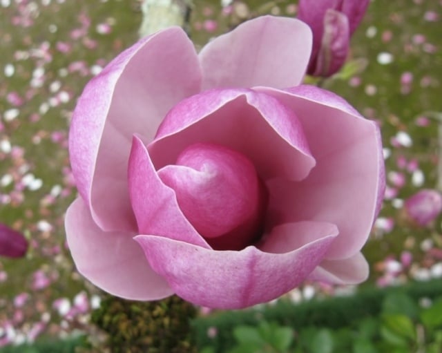 Magnolie als Zimmerpflanze blütenform großblütig rosa duftend