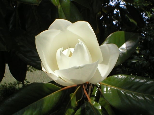 Magnolie als Zimmerpflanze weiß blüten verschiedene sorten