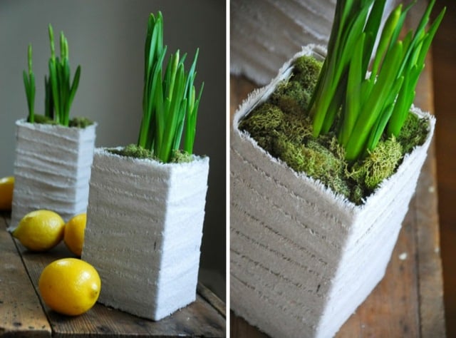 Zitronen bepflanzen Moos Gras immergrün coole Bastel Idee