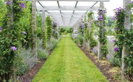 Pergola überwachsen Kletterpflanzen Sichtschutz Sonnenschutz Rasen