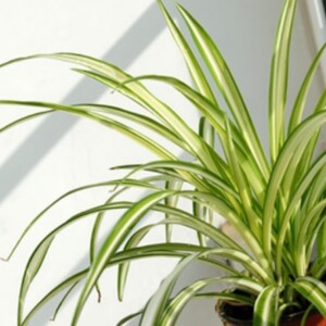 Pflanzen-für-frische-Luft-bestimmte-sorten-helfen-chlorophytum