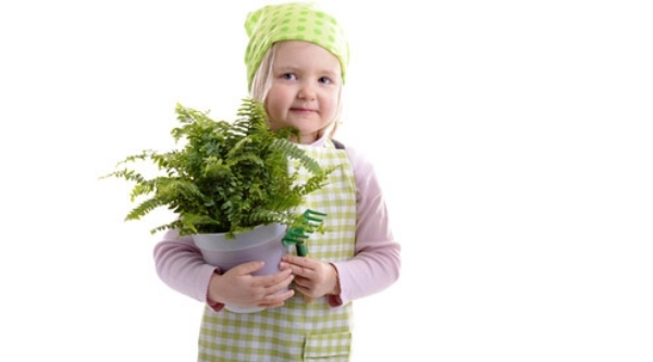 Pflanzen für frische Luft verschiedene sorten kleinkind