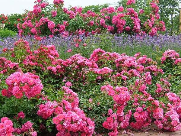 farbschema Pinker Garten-Blumen einpflanzen-Ideen Garten gestaltung
