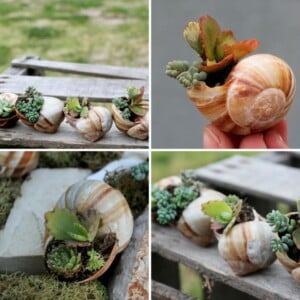 Schneckenhaus bepflanzen Sukkulente Deko Garten balkon dekorieren super coole Idee