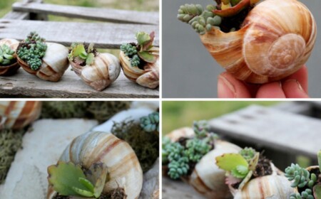 Schneckenhaus bepflanzen Sukkulente Deko Garten balkon dekorieren super coole Idee