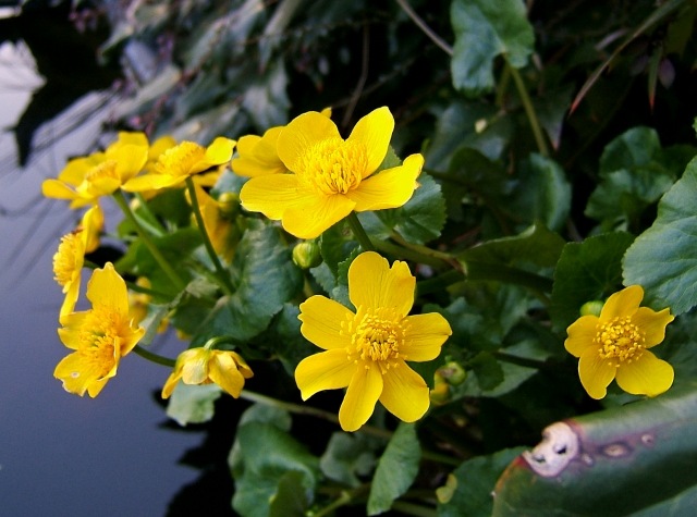 sumpfgebiet wasserteich Sumpfdotterblume Caltha-palustris-gelbe blüteblätter
