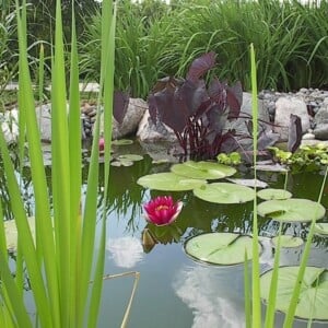 Wasserpflanzen im Gartenteich-Pflanzenarten Pflege-Standort auswählen-Wasserlilie