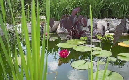 Wasserpflanzen im Gartenteich-Pflanzenarten Pflege-Standort auswählen-Wasserlilie