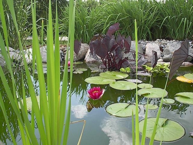 Wasserpflanzen im Gartenteich-Pflanzenarten Pflege-Standort auswählen-Wasserlilie