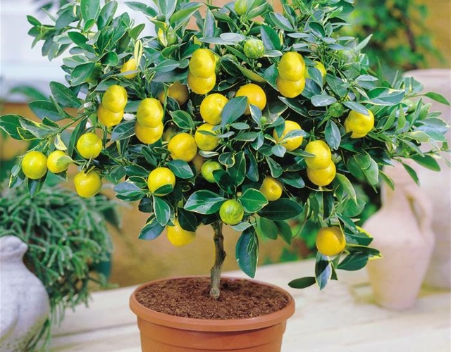 Zitruspflanzen Pflegen Zitronen Baum Zimmerpflanzen Blumentöpfe