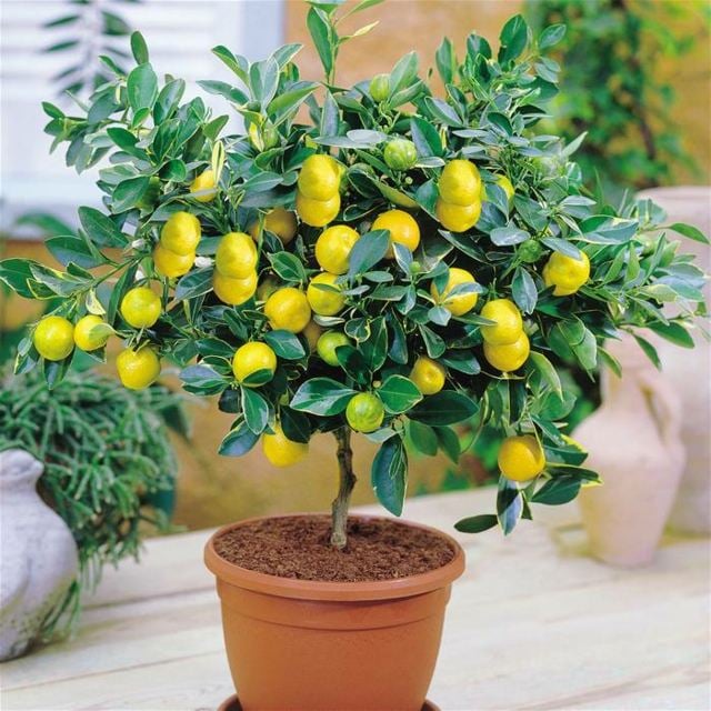 Pflegen Zitronen Baum Zimmerpflanzen Blumentöpfe