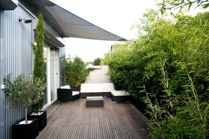 bambus als balkon-sichtschutz gross pflanzen idee sonnensegel geraeumig lounge
