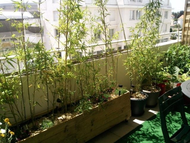 Bambus als Balkon-Sichtschutz holz blumenkasten pflanzen