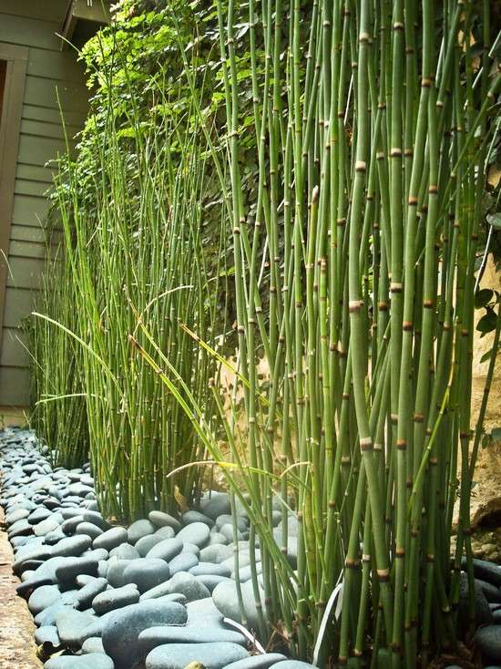 bambus pflanzen arten garten kies steine gehweg