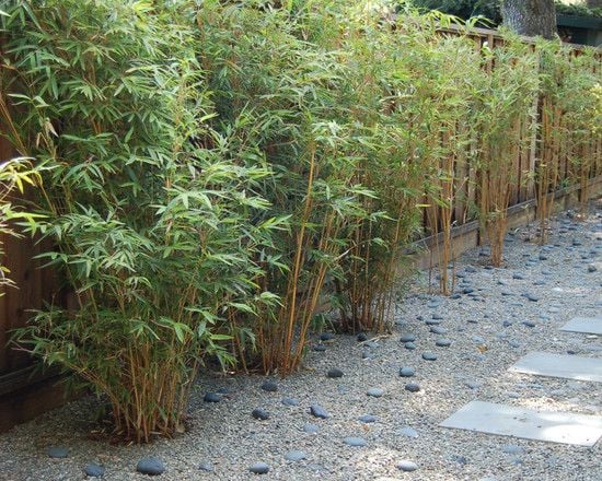 bambuspflanzen garten ideen kies boden