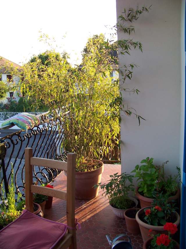 bambuspflanzen kübel balkon sichtschutz ideen eisen geländer