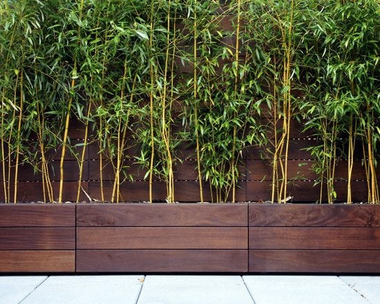 bambuspflanzen kübeln holz sichtschutz terrasse balkon