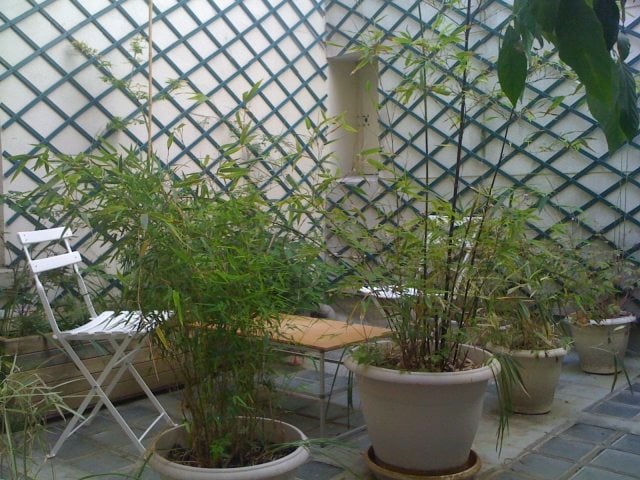 bambuspflanzen balkon sichtschutz kübel idee terrasse