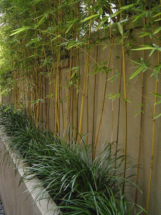 bambuspflanzen zaun gräser kombinieren idee