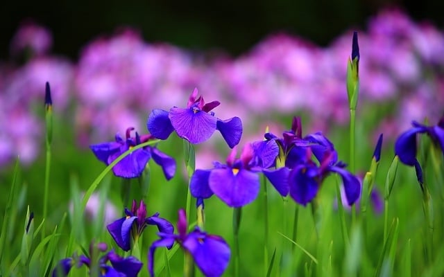 iris pflanze natur umgeben zart perfekte idee