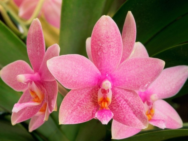 blumen schenken orchidee beliebt sorten rosa zärtlich 
