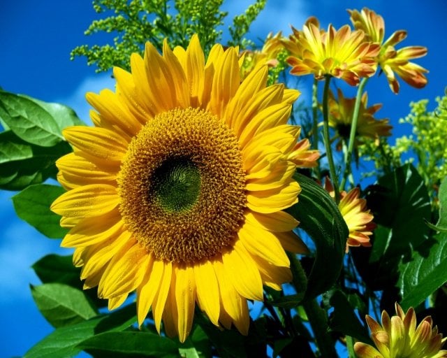 blumen schenken sonnenblume frisch sommer gelb sonne 