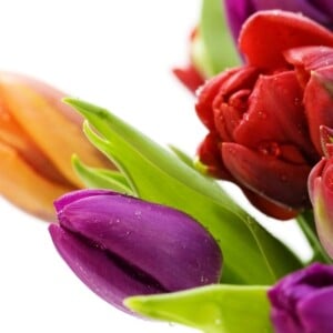 blumen-schenken-tulpe-viele-sorten-geschenk-überraschung-wasser-tropfen-morgens